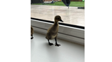 Chicks and ducks