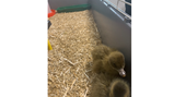 Chicks and ducks