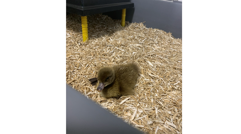 Chicks and ducks