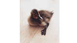 Chicks and ducks