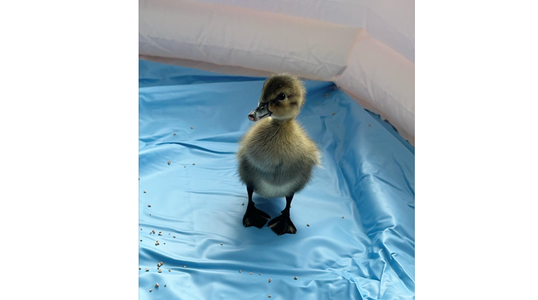 Chicks and ducks