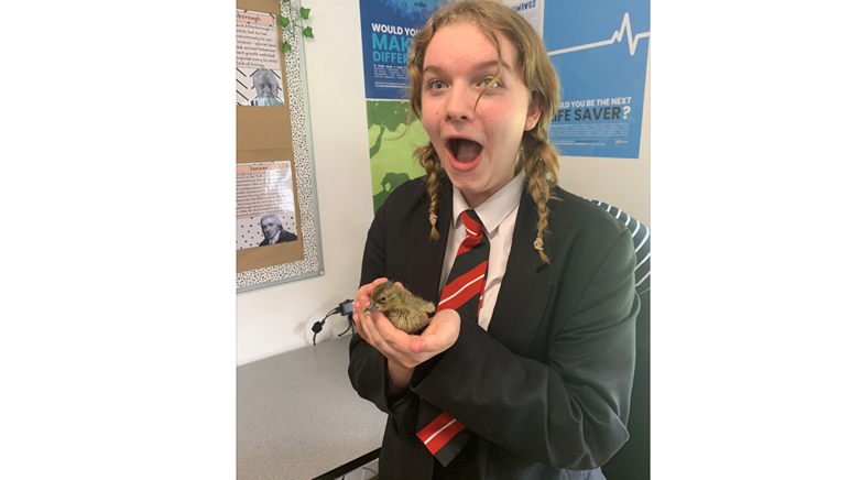 Chicks and ducks