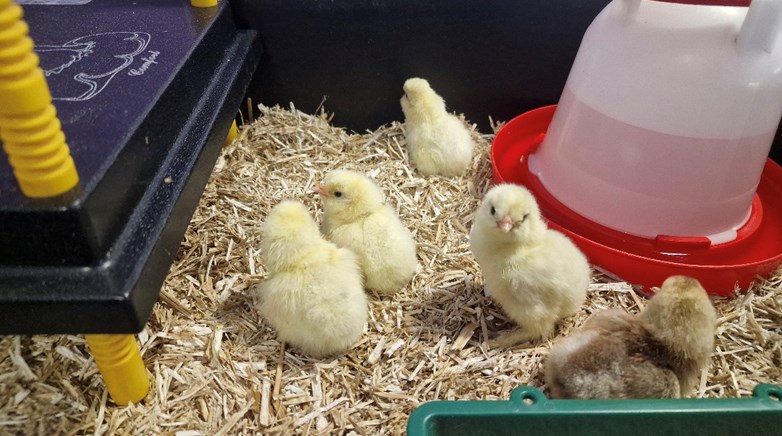 Chicks and ducks