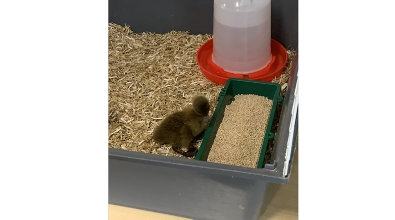 Chicks and ducks