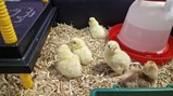 Chicks and ducks